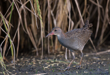 Slaty-breasted Rail.