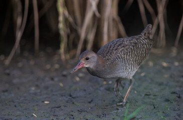 Slaty-breasted Rail.