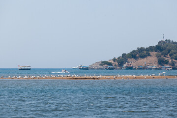 A flock of seagulls sits in the distance on the sand of the sea shallows