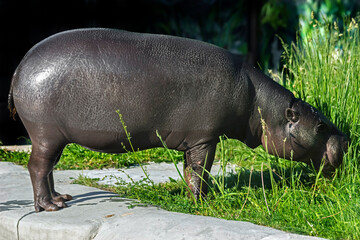 Pigmy hippopotamus eating grass on the lawn. Latin name - Hexaprotodon libiriensis	