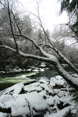 Cold winter snow-covered moody landscape  with room for copy and text