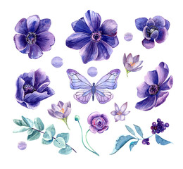 Purple anemones, butterfly, butterfly, gentle eucaliptus leaves, spring summer floral elements clip art. Stock illustration. Isolated elements on a white background. Hand painted in watercolor.