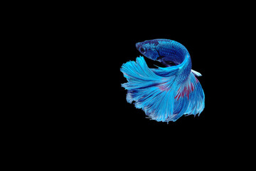 Beautiful Betta Siamese fighting fish moving motion on isolated background.