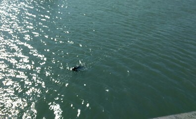 Howth - Seal