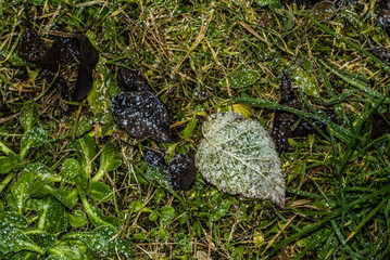 Meeting snow on green grass close up - between winter and spring concept background