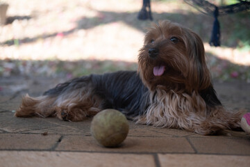 yorkshire terrier puppy