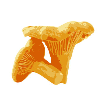 Low-level vector of finferli mushroom