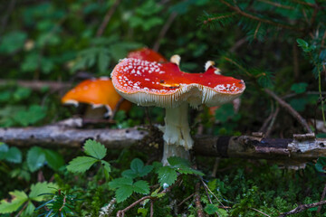 Südtirol Herbst Reise