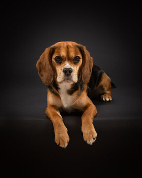 Studio portrait of a tricoloured Beaglier dog with a black background.  