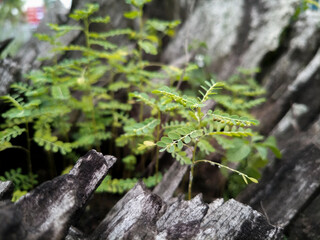 a bush growing in the middle of the old wood