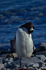 Obraz premium Gentoo Penguin in Antarctica Peninsula