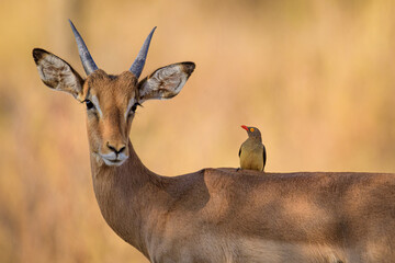 Impala and red billed oxpecker. Symbiotic Relation