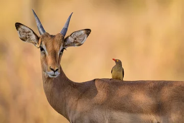 Fototapeten Antilope Impala and red billed oxpecker. Symbiotic Relation  © MATRISHVABHASKAR