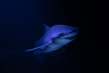 Nice photo of smiling big white shark in the dark, nature danger fish aquarium hobby attack