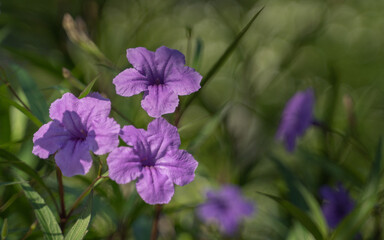 purple flower blooming in the garden on green background with sun light