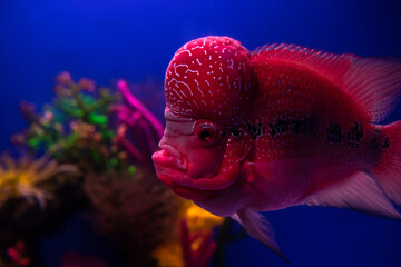 Nice red flowerhorn cichlid fish in aquarium on deep blue background