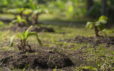 The small banana seedlings are growing well in the fields with good soil and sun light on blur bokeh green background