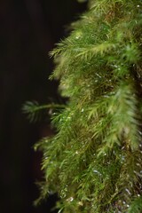 close up moss on the tree