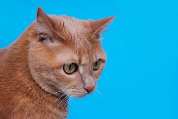 Red cat isolated on a blue background,