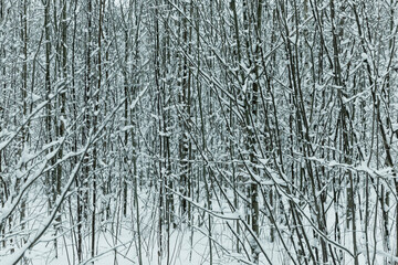Fototapeta premium Winter snow-covered fairy forest. Toning. Space for text.