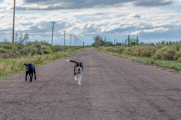 stray dogs on country road