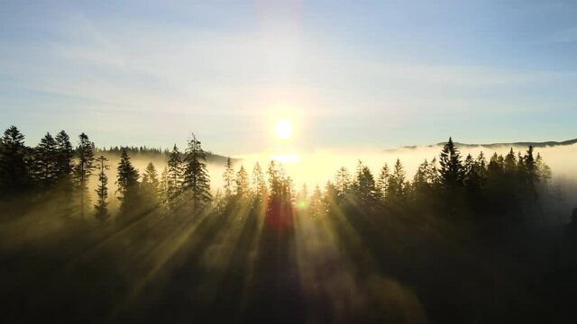 Foggy green pine forest with canopies of spruce trees and sunrise rays shining through branches in autumn mountains