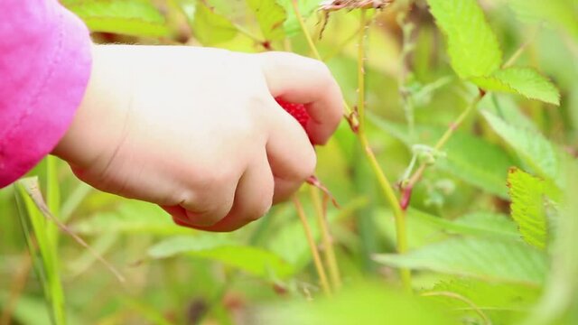 Rubus illecebrosus also known as balloon berry and strawberry raspberry is tasty edible berry grown in home garden, fruit looks like strawberry and raspberry. Child hand picking growing berry.