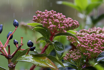 buds on a rainy day