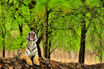 Naklejka premium Tiger Yawning