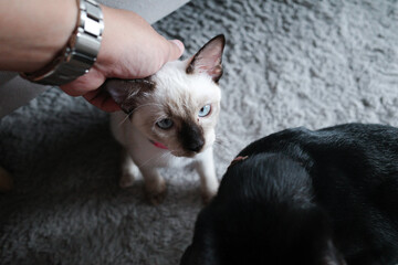 focus on baby thai cat face know as Wichien Maat cat sitting on the floor in the living room