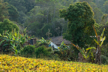 A typical rural house made of adobe in Honduras