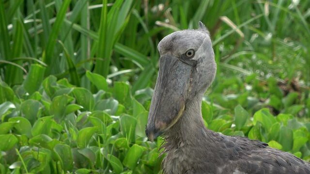 Shoebill stork (Balaeniceps rex) close up in the marsh of Murchison falls national park, uganda