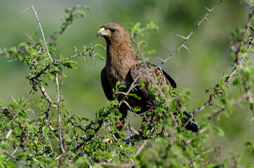 Aigle ravisseur,.Aquila rapax , Tawny Eagle