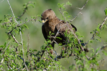 Aigle ravisseur,.Aquila rapax , Tawny Eagle