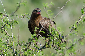 Aigle ravisseur,.Aquila rapax , Tawny Eagle