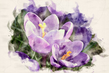 Purple blooming crocus. Artistic springtime background. Watercolor illustration.