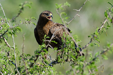 Aigle ravisseur,.Aquila rapax , Tawny Eagle