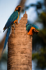 Ara bleu, nid,. Ara ararauna, Blue and yellow Macaw, Amazonie, Tambopata, Perou © JAG IMAGES