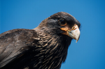 Caracara austral, Caracara de Forster,.Phalcoboenus australis, Striated Caracara, Johnny Rook, Iles...