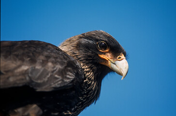 Caracara austral, Caracara de Forster,.Phalcoboenus australis, Striated Caracara, Johnny Rook, Iles Falkland, Malouines