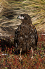 Caracara austral, Caracara de Forster,.Phalcoboenus australis, Striated Caracara, Johnny Rook, Iles...