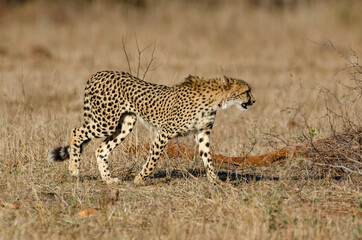 Guépard, cheetah, Acinonyx jubatus, Parc national Kruger, Afrique du Sud