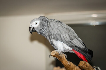 Obraz premium african grey parrot