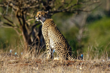 Guépard, cheetah, Acinonyx jubatus, Parc national Kruger, Afrique du Sud