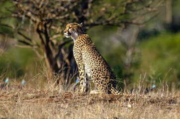 Guépard, cheetah, Acinonyx jubatus, Parc national Kruger, Afrique du Sud