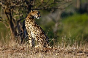 Guépard, cheetah, Acinonyx jubatus, Parc national Kruger, Afrique du Sud