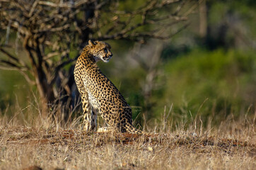Guépard, cheetah, Acinonyx jubatus, Parc national Kruger, Afrique du Sud © JAG IMAGES
