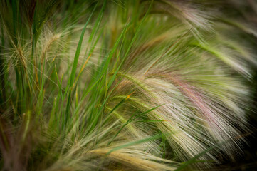 grass in the wind