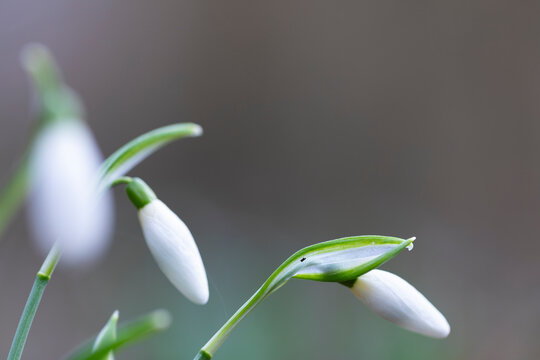 galanto o campanilla de invierno (galanthus nivalis)