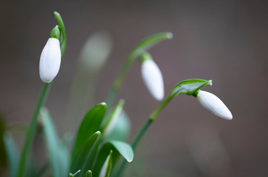 galanto o campanilla de invierno (galanthus nivalis)